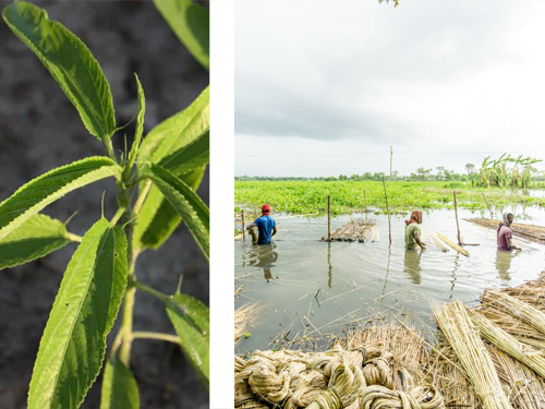 plantation de jute