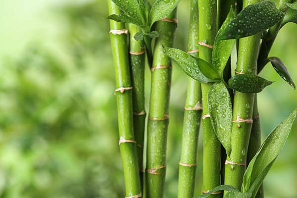 Bambou, la plante